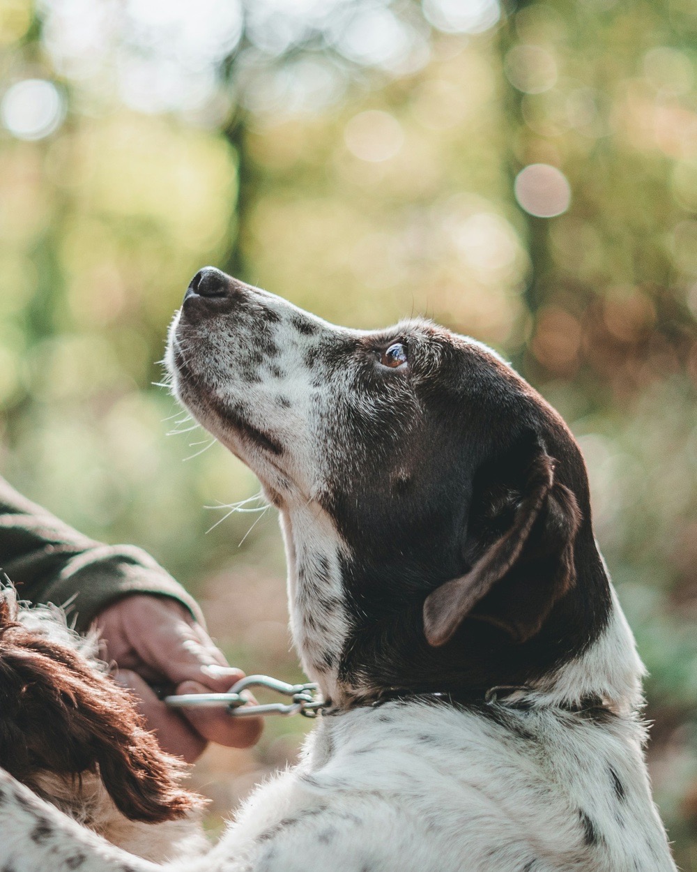 A truffle dog looks up at the hunter, waiting for the word, the wood behind in soft focus