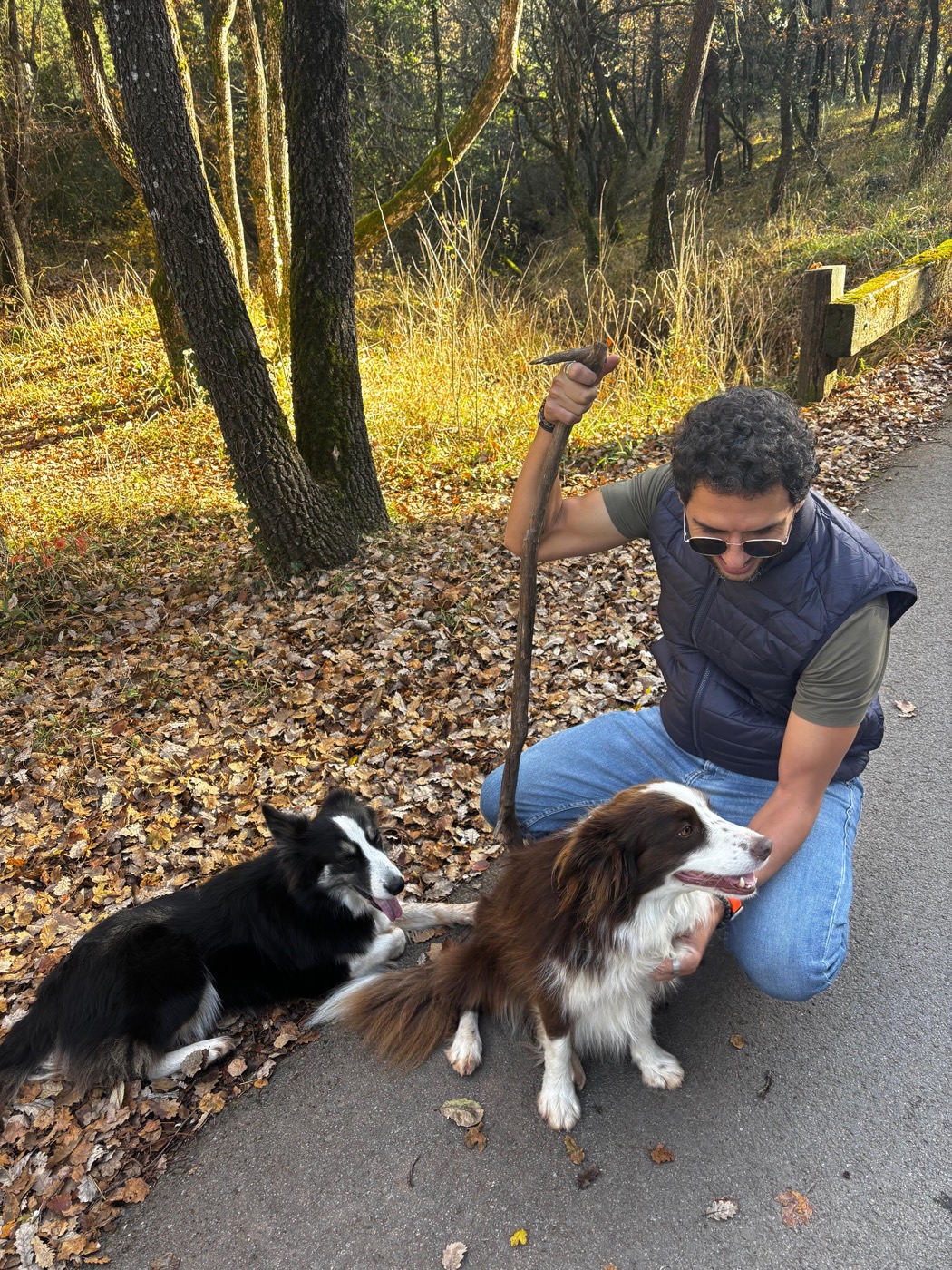 Two border collies on a forest road in the Montseny, autumn leaves around them