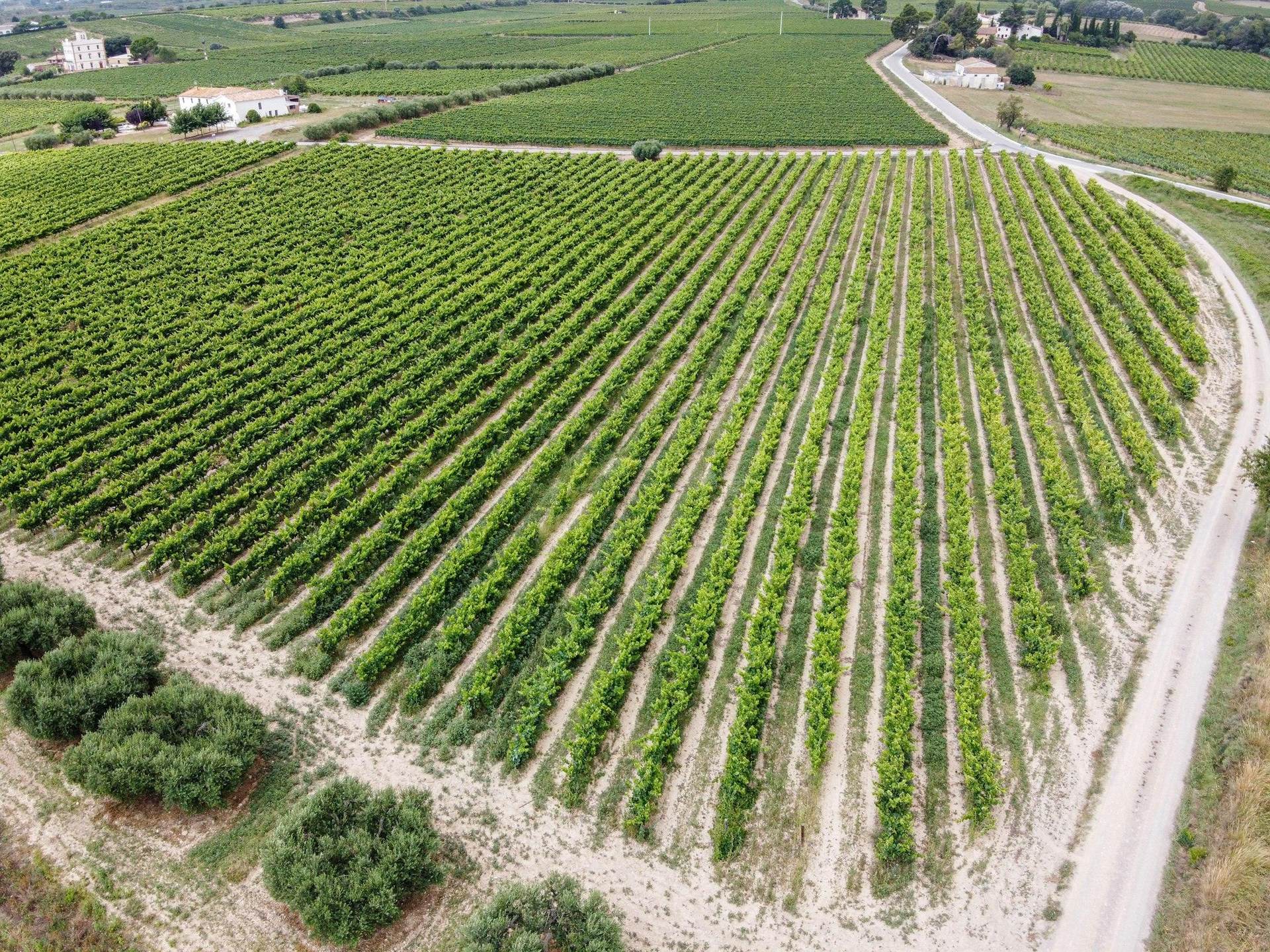 Rows of vines in the Pened&egrave;s seen from above, a farm track curving beside them