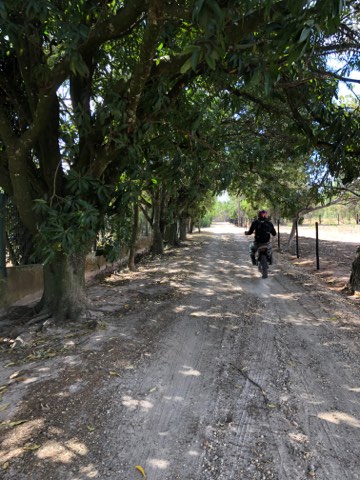 Dirt lane shaded by mango trees on a Brazilian farm road