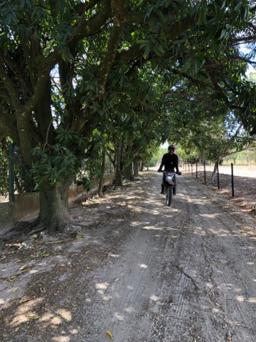 Motorcycle on a tree-lined dirt lane in the Brazilian countryside