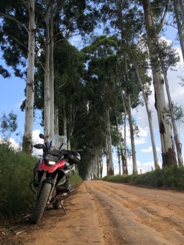 Motorcycle on a dirt road lined with eucalyptus in the hills of Minas Gerais